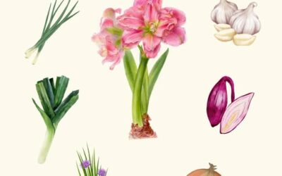 VOCE CONHECE OS PRIMOS DA AMARYLLIS?