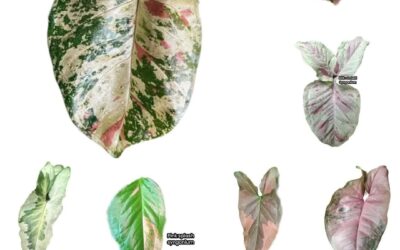 FAMILIA SYNGONIUM